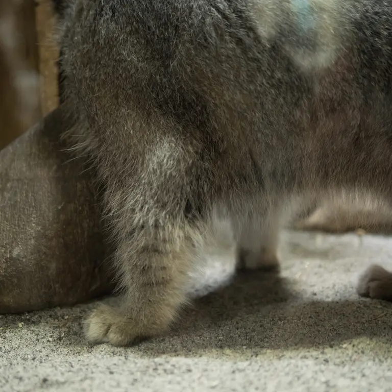 A photograph of Klyon in Ueno Zoological Gardens