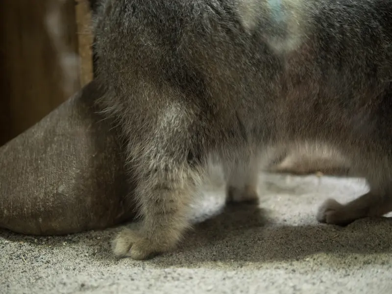 A photograph of Klyon in Ueno Zoological Gardens