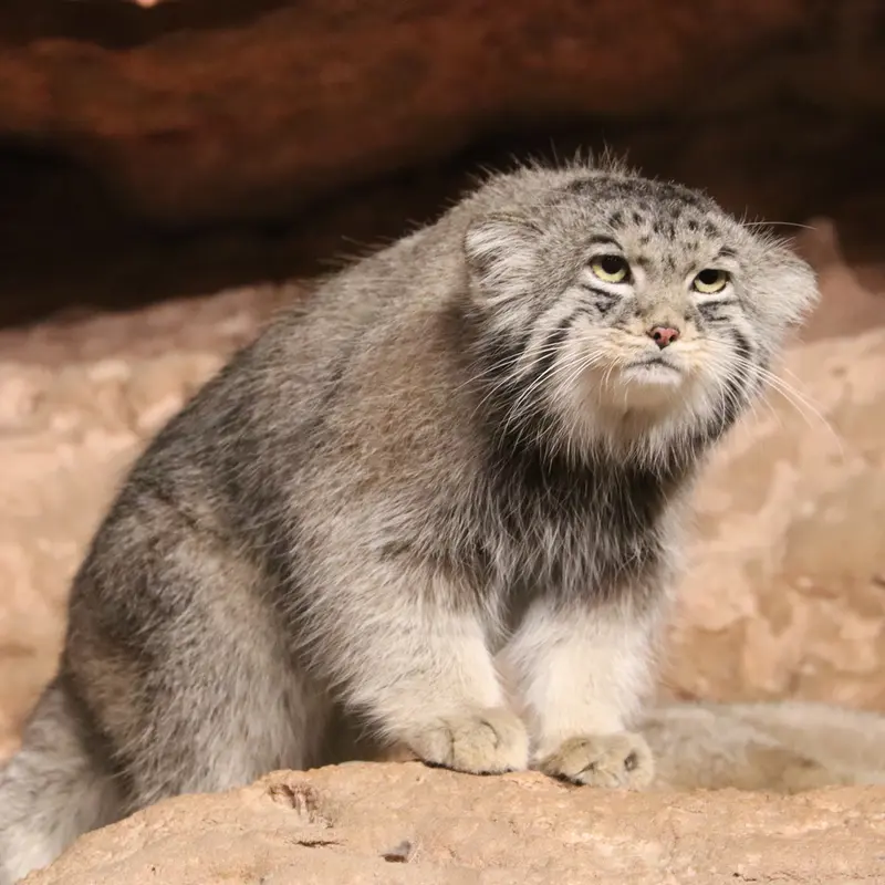 A photograph of Johan in Brookfield Zoo Chicago