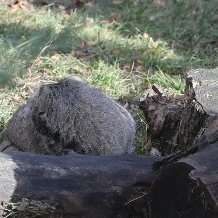 A photograph of Timofey in Moscow zoo