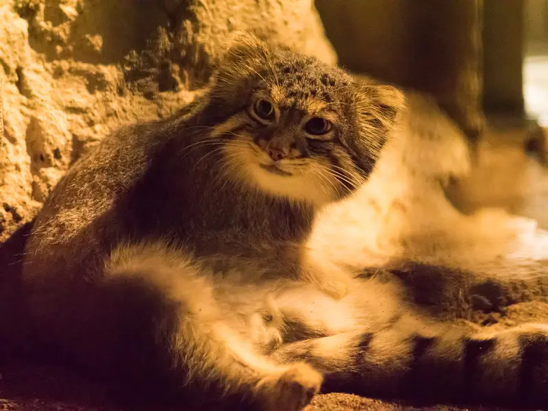 A photograph of Figa in Nogeyama Zoo