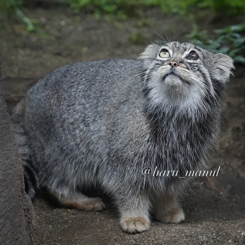 A photograph of Abrikos in Nasu Animal Kingdom