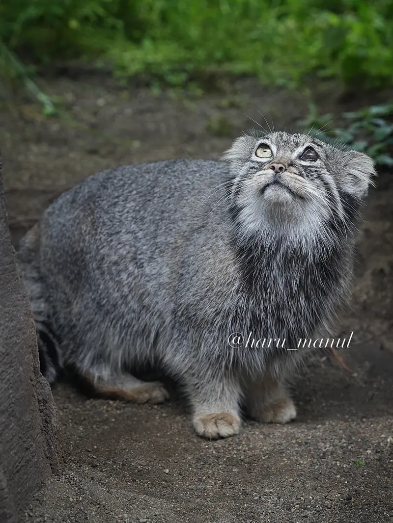 A photograph of Abrikos in Nasu Animal Kingdom