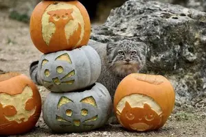 A photograph of a Pallas's cat