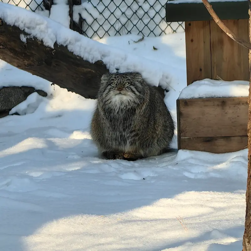 A photograph of Snezhinka in Novosibirsk Zoo