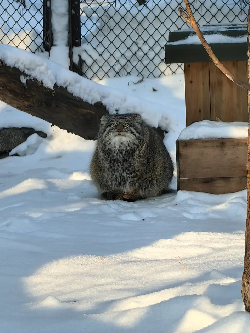 A photograph of Snezhinka in Novosibirsk Zoo