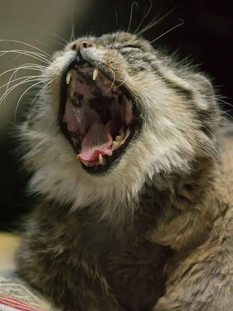 A photograph of Primula in Ueno Zoological Gardens