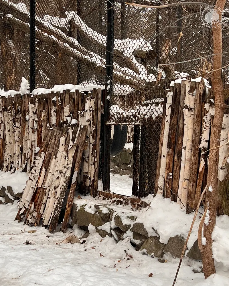 A photograph of a Pallas's cat in Novosibirsk Zoo