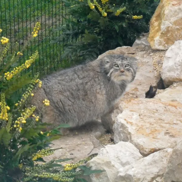 A photograph of Peer in Le Domaine des Fauves
