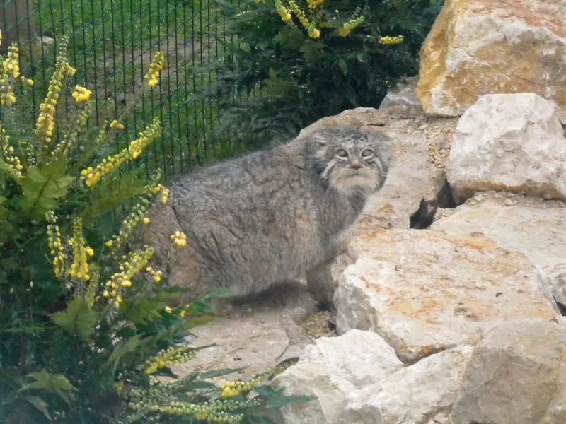 A photograph of Peer in Le Domaine des Fauves