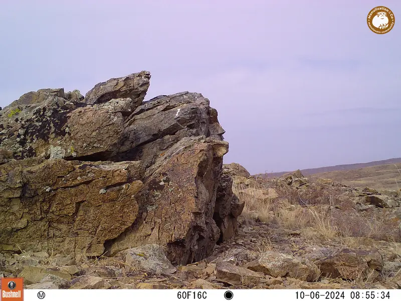 A photograph of a Pallas&#039;s cat from Karashoky camera trap