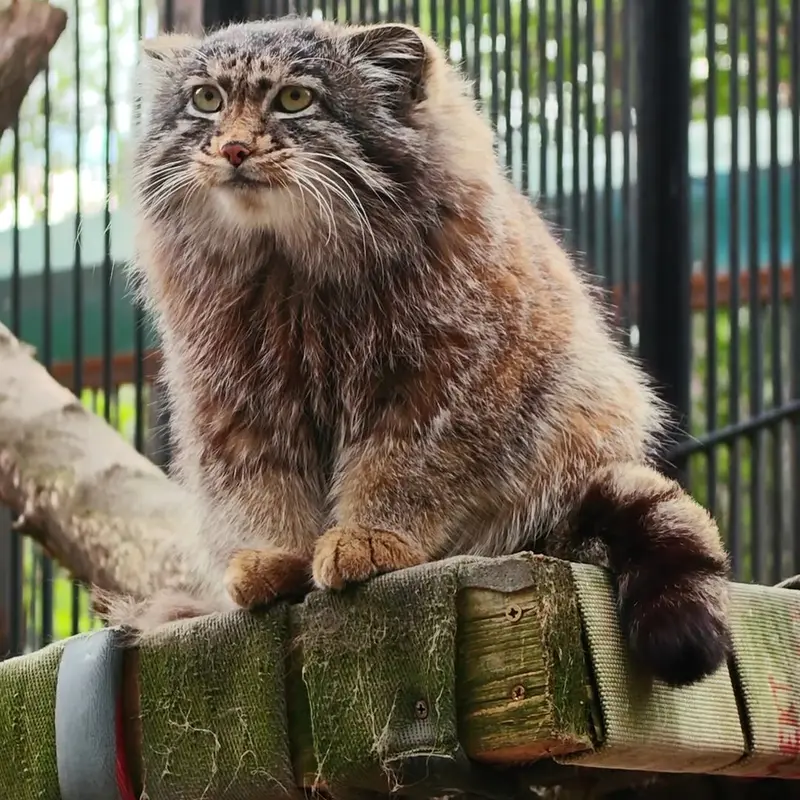 A photograph of a Pallas's cat in Novosibirsk Zoo