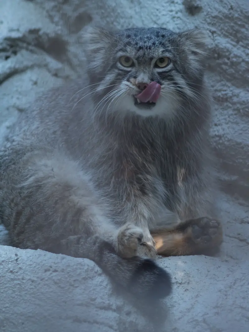 A photograph of Figa in Nogeyama Zoo