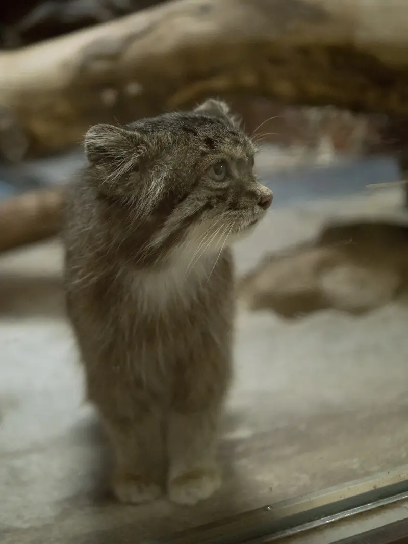 A photograph of Klyon in Ueno Zoological Gardens