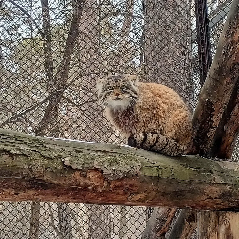 A photograph of George in Novosibirsk Zoo