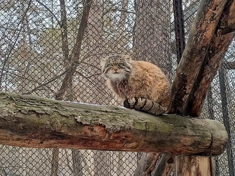 A photograph of George in Novosibirsk Zoo