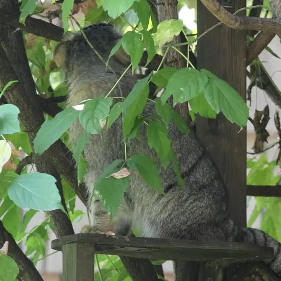 A photograph of a Pallas's cat in Moscow zoo