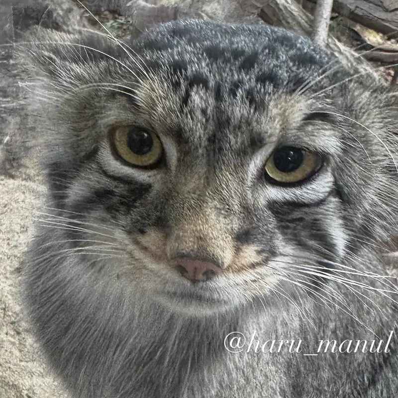 A photograph of Nagomu in Nasu Animal Kingdom