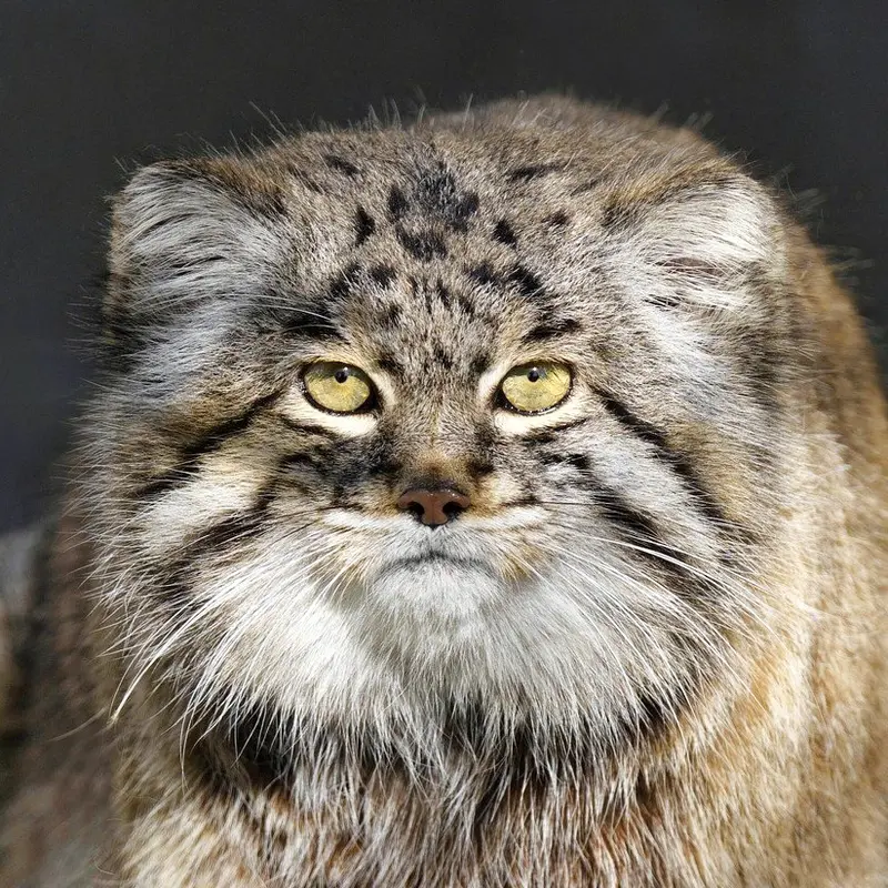 Dima the Pallas's cat from Grasleben Zoo
