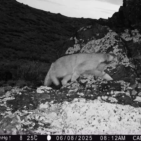 A photograph of Otocolobus manul manul from Zhilandy camera trap