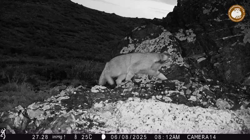 A photograph of Otocolobus manul manul from Zhilandy camera trap
