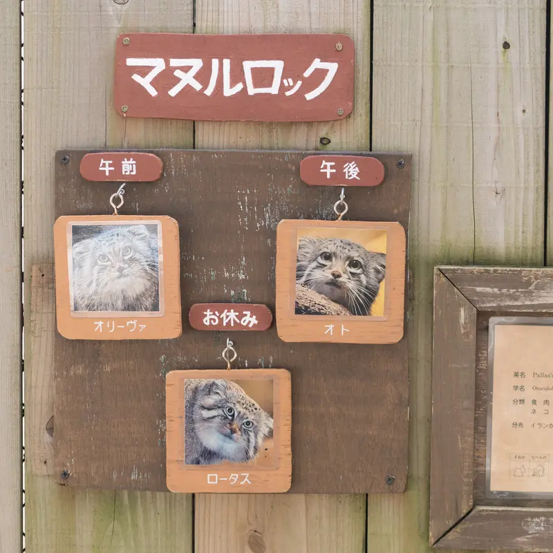 A photograph of Lotos, Oliva, and Oto in Saitama Children's Zoo