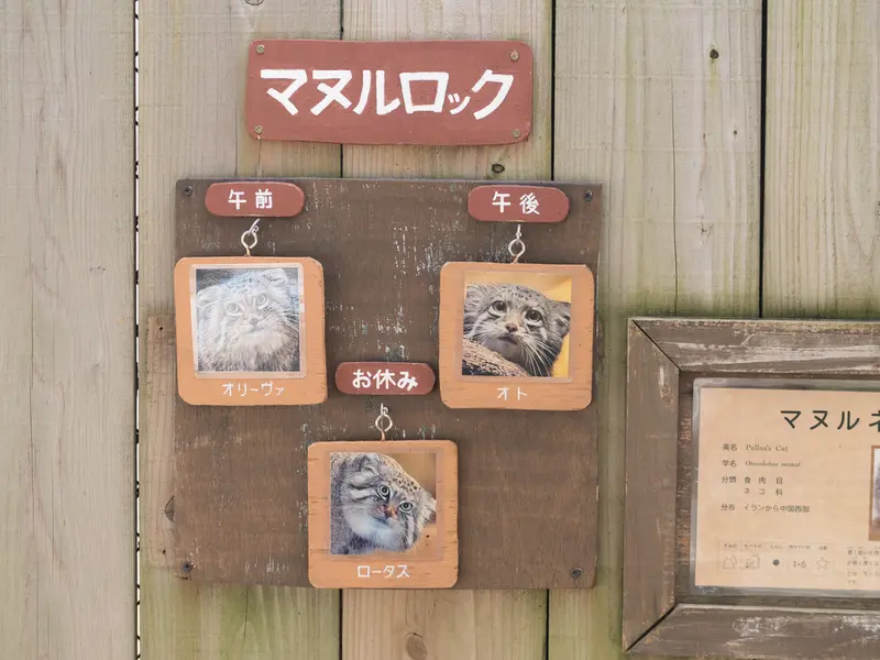 A photograph of Lotos, Oliva, and Oto in Saitama Children's Zoo