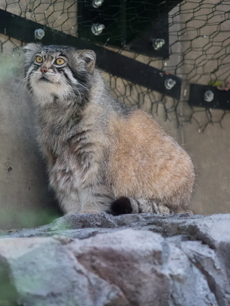 A photograph of Grusha in Asahiyama Zoo