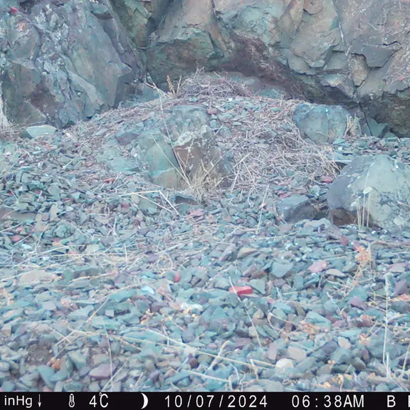 A photograph of Otocolobus manul manul from Egizkara [new] camera trap