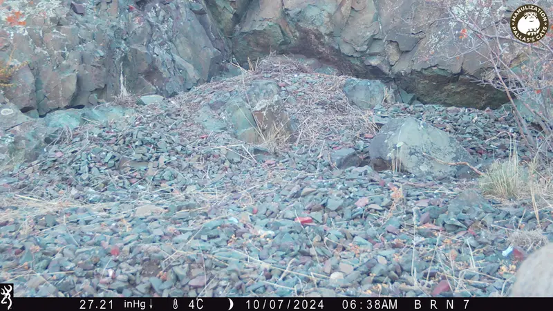 A photograph of Otocolobus manul manul from Egizkara [new] camera trap