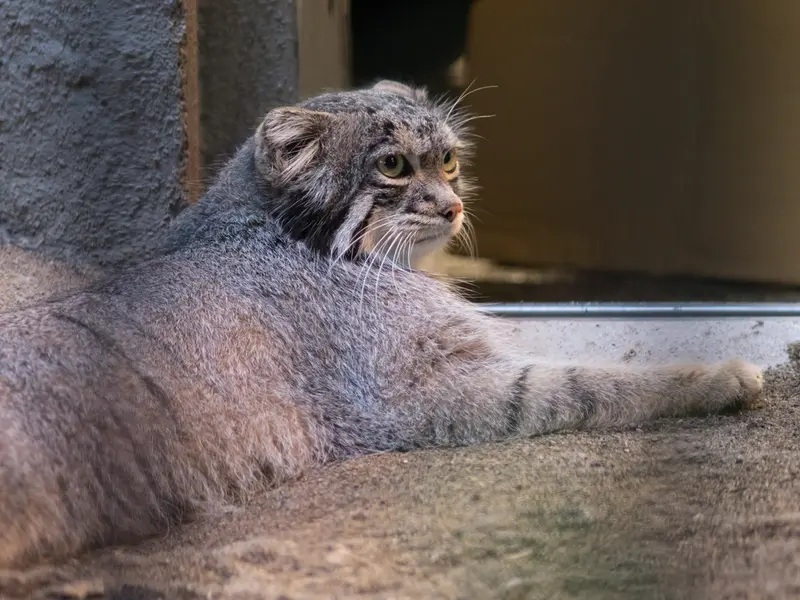 A photograph of Figa in Nogeyama Zoo
