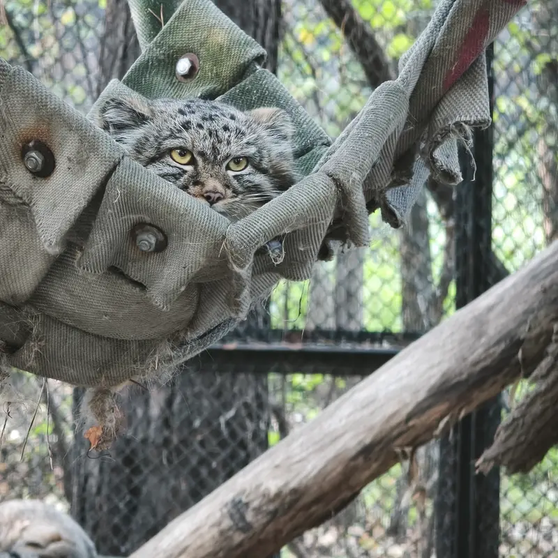 A photograph of a Pallas's cat in Novosibirsk Zoo