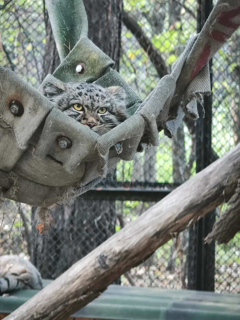 A photograph of a Pallas's cat in Novosibirsk Zoo