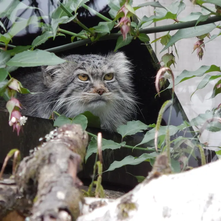 A photograph of Ewok in Tregomeur Zoo