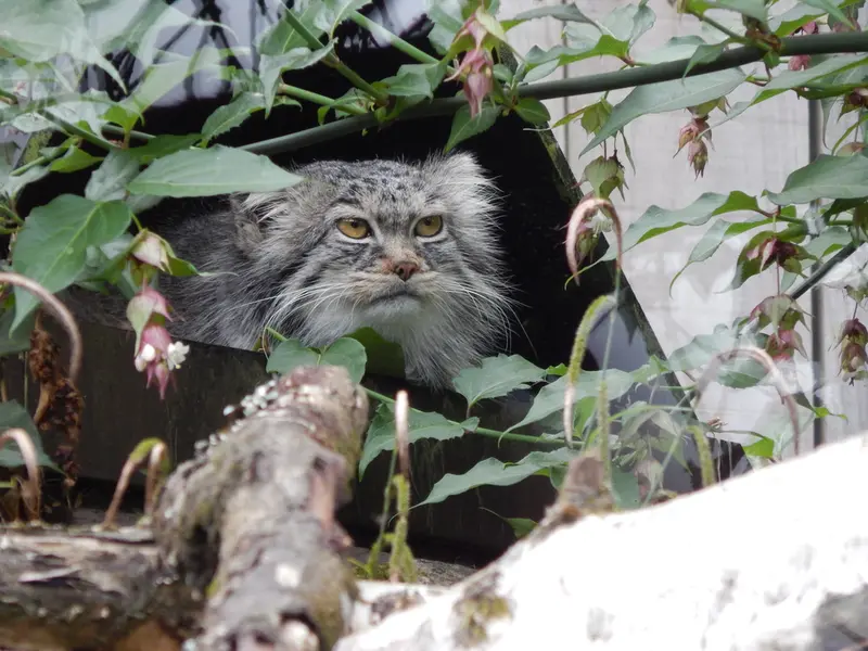 A photograph of Ewok in Tregomeur Zoo