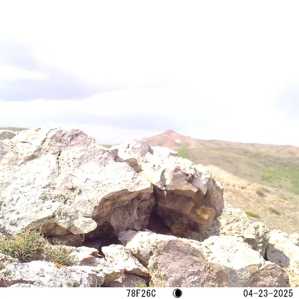 A photograph of a Pallas's cat from Besshoky 1 camera trap