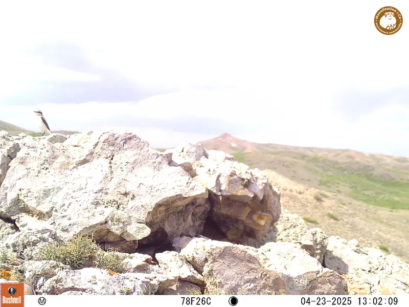 A photograph of a Pallas&#039;s cat from Besshoky 1 camera trap