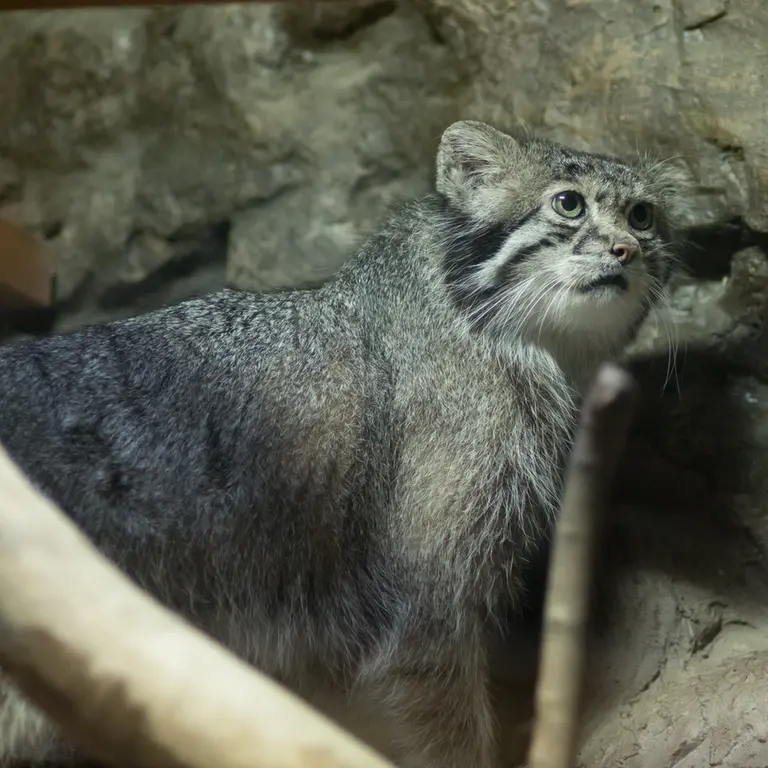 A photograph of Klyon in Ueno Zoological Gardens