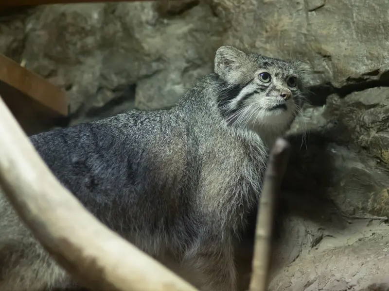A photograph of Klyon in Ueno Zoological Gardens