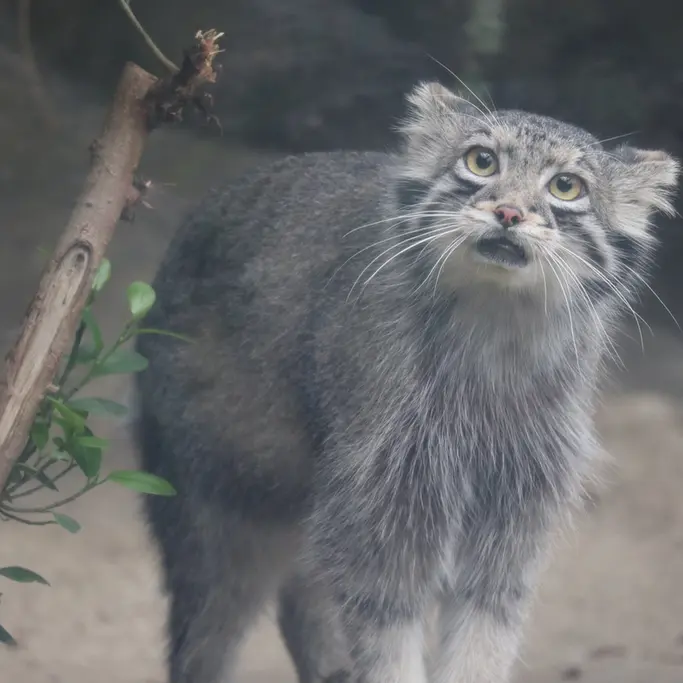 A photograph of Oto in Kobe Animal Kingdom