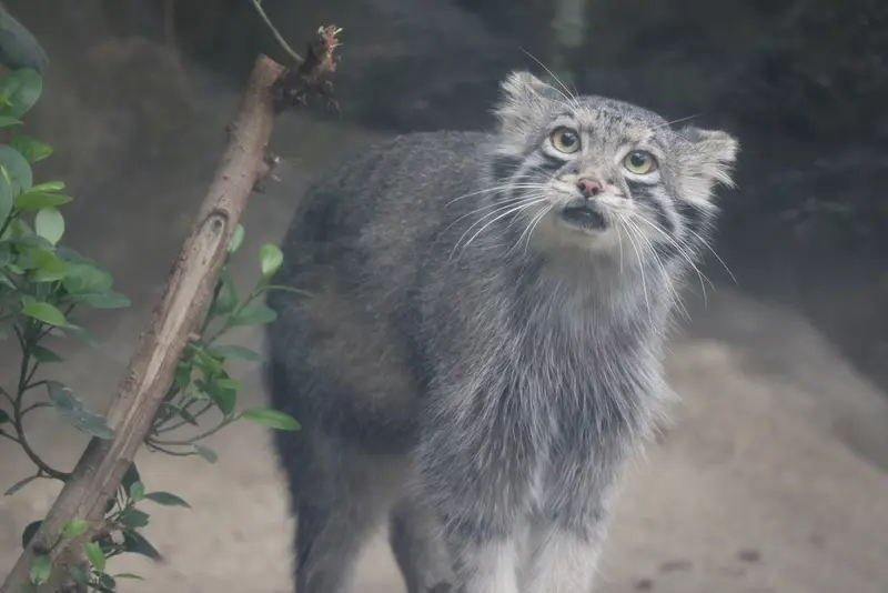 A photograph of Oto in Kobe Animal Kingdom