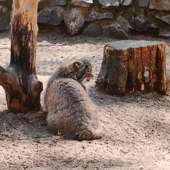 A photograph of a Pallas's cat in Novosibirsk Zoo