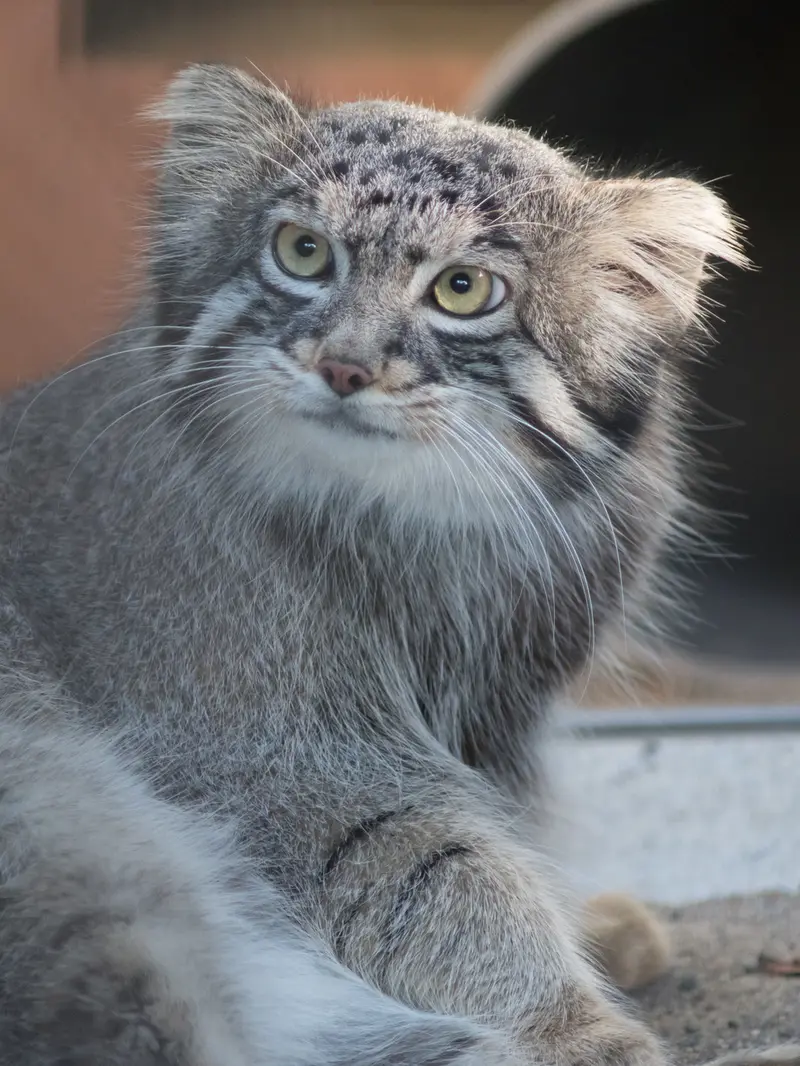 A photograph of Figa in Nogeyama Zoo