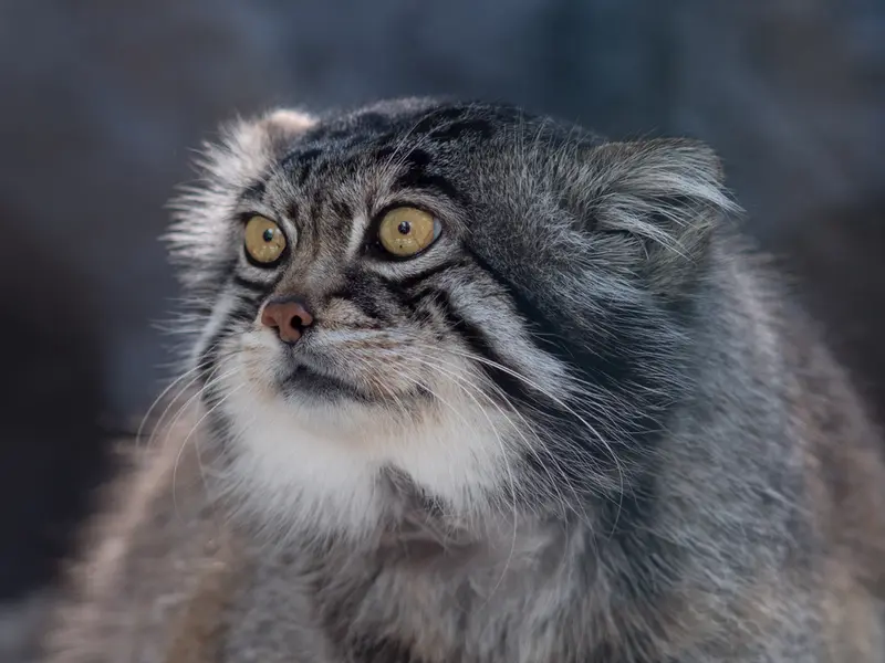 A photograph of Grusha in Asahiyama Zoo