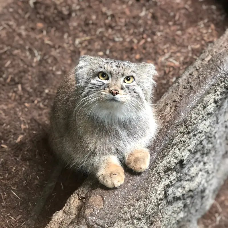 A photograph of Perseus in Birmingham Zoo