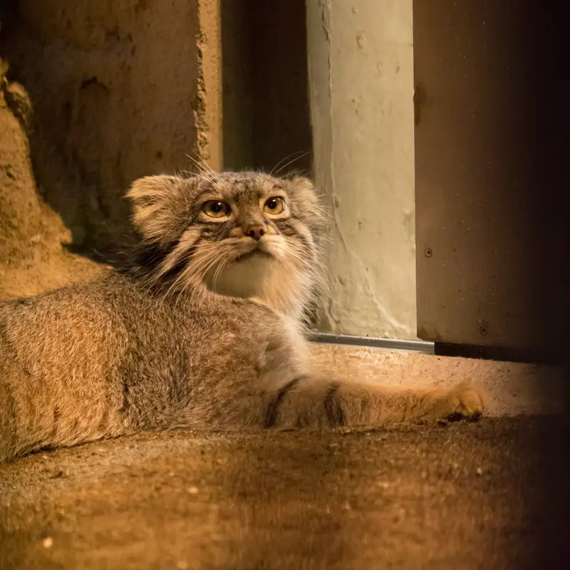 A photograph of Figa in Nogeyama Zoo