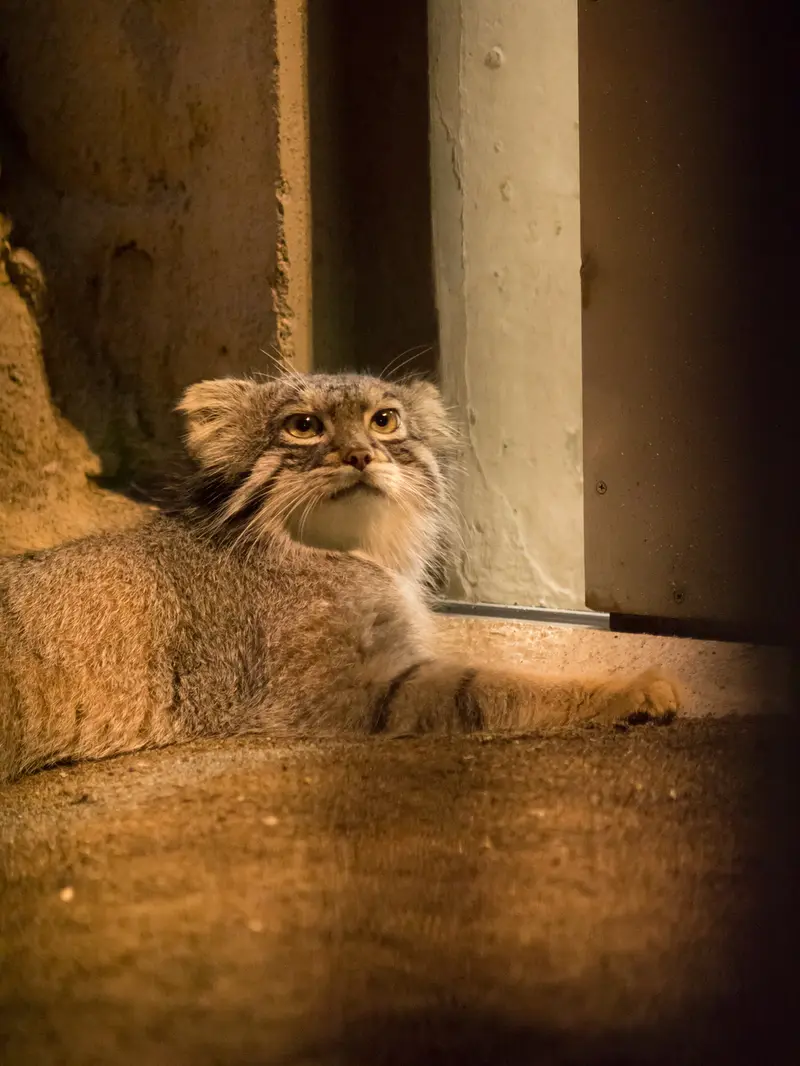 A photograph of Figa in Nogeyama Zoo