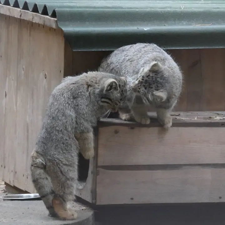 A photograph of a Pallas's cat in Novosibirsk Zoo