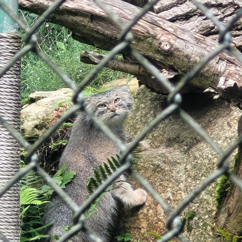 A photograph of Pluschi in Hellabrunn zoo