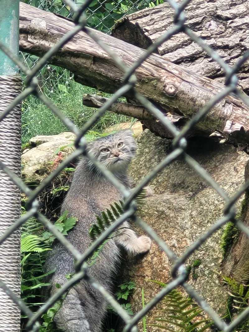 A photograph of Pluschi in Hellabrunn zoo